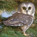 ���� Roxana, ɸ������� - ��������� 1 ��� 2010 � ������ �������