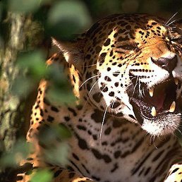 �����, �������, 54 ����