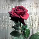 ���� ������, ��������������, 49 ��� - ��������� 20 ����� 2011 � ������ �������