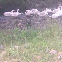 ���� Orxan, ����, 38 ��� - ��������� 23 ����� 2012 � ������ ���� ����������