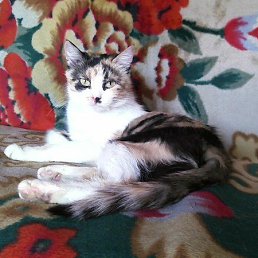 ������, ������ ��������, 51 ���