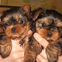 ���� ��������, ������ - ��������� 23 ������ 2012 � ������ �������