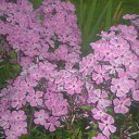 ���� �����, ����������, 49 ��� - ��������� 11 ����� 2011 � ������ ������� ���������