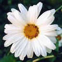 ���� Nusha, ������������, 53 ���� - ��������� 23 ������� 2009 � ������ ������������
