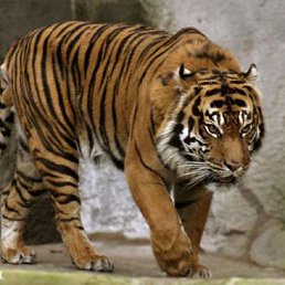 Alex, ��������, 58 ���