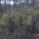 ���� Dark Snow, ������, 47 ��� - ��������� 4 ������� 2012 � ������ �����ܻ