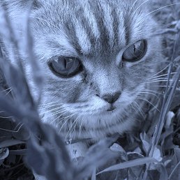 ���� ���, �������, 46 ��� - ��������� 19 ���� 2013