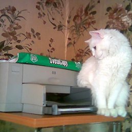 ���� ������, �����-���������, 64 ���� - ��������� 16 ������ 2010