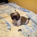 ���� ����, �����-���������, 41 ��� - ��������� 20 ����� 2011 � ������ ���� � �����