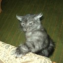 ���� ���������, �����������, 43 ���� - ��������� 11 ������ 2012 � ������ ���� ������