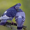 ���� ������, ������, 47 ��� - ��������� 1 ������� 2010 � ������ ���� ����������