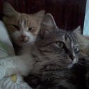 ������ ��-������� �� ������� ���� �����