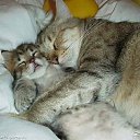 ���� Nadeshda-, �������� - ��������� 10 �������� 2012 � ������ ���� ��������