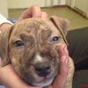 ���� Ed, ����, 54 ���� - ��������� 29 ������� 2009 � ������ �������