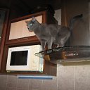 ���� �����, ���������, 52 ���� - ��������� 17 ������� 2012 � ������ ���� ����������