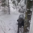 ���� ���, ������ - ��������� 1 ������ 2010 � ������ �In Memory of Nos, The Dog (R.I.P)�