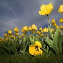 ���� ���������� �����), ����, 85 ��� - ��������� 25 ����� 2012 � ������ �***�