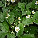 ���� ����@, ��������, 62 ���� - ��������� 29 ��� 2010 � ������ ��������� �������