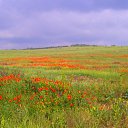  , , 44  -  23  2012   ʻ