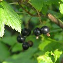 ���� ��������, ����, 53 ���� - ��������� 3 ���� 2009 � ������ ������������