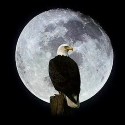 �������, ���������, 55 ���