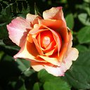 ���� ����� - ���������� ��������!!!, �����������, 56 ��� - ��������� 15 ������ 2010 � ������ ����ۻ