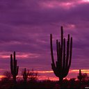 ���� ������, ���-����, 28 ��� - ��������� 15 ������� 2009 � ������ �������