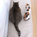 ���� ������, �������, 55 ��� - ��������� 13 �������� 2012 � ������ ���� ����������