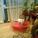 ���� ������, �����, 47 ��� - ��������� 23 ������� 2010 � ������ �PetLove�