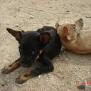 ���� �������������, �����-��������� - ��������� 1 ������� 2009 � ������ �������