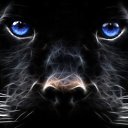 ���� ˸��, �����������, 43 ���� - ��������� 1 ������ 2012