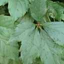 ���� ����, ���������, 47 ��� - ��������� 10 ������� 2010 � ������ ��������