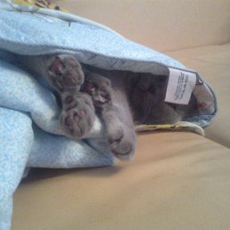 ���� Pavel, ����, 46 ��� - ��������� 23 ������ 2011