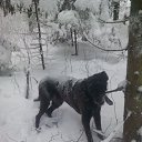 ���� ���, ������ - ��������� 1 ������ 2010 � ������ �In Memory of Nos, The Dog (R.I.P)�