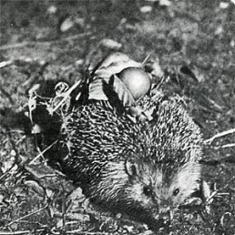 �������, �������������, 44 ����