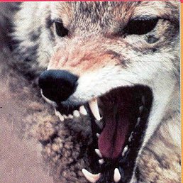 ������� ��������, �����, 62 ����