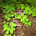 ���� ��������, ������, 46 ��� - ��������� 31 ������ 2011 � ������ ������������