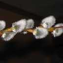 ���� ��������, ����, 65 ��� - ��������� 23 ������ 2013 � ������ ���� ����������