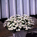 ���� �������, ����, 40 ��� - ��������� 7 ���� 2010 � ������ ������ ��� ��� )))�