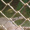 ���� ������, ���������, 41 ��� - ��������� 13 ���� 2011 � ������ ��������� �� ������