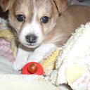 ���� ������ ����������, ����-�����������, 52 ���� - ��������� 11 ������ 2012 � ������ ���� ����������