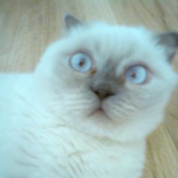 ���� ����, ���������, 37 ��� - ��������� 25 ������ 2012