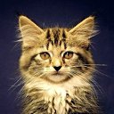 ���� �������, �����-���������, 61 ��� - ��������� 22 ���� 2010 � ������ ���� �����