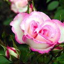 ���� ��������, ���������� ����� - ��������� 4 ����� 2010 � ������ ������ �� ����