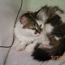 ���� �������, ��������� - ��������� 17 ���� 2011 � ������ ���� ���������