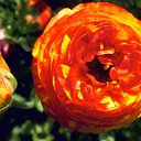 ���� ������, ���-����, 27 ��� - ��������� 17 ������� 2009 � ������ �����������