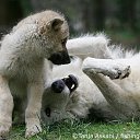 ���� "@����", �����-���������, 25 ��� - ��������� 26 ��� 2010 � ������ �����Ȼ