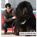 ���� Amgaa Kharsor, ����-�����, 52 ���� - ��������� 26 ������ 2012 � ������ ���� ����������