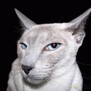 ���� �����, ��������, 45 ��� - ��������� 17 ���� 2012 � ������ �������