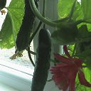 ��� 2010 �� ������� ���� ����������